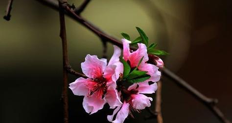 桃花花语与寓意——传递爱情与美好的象征（揭秘桃花的神奇花语与各种寓意）