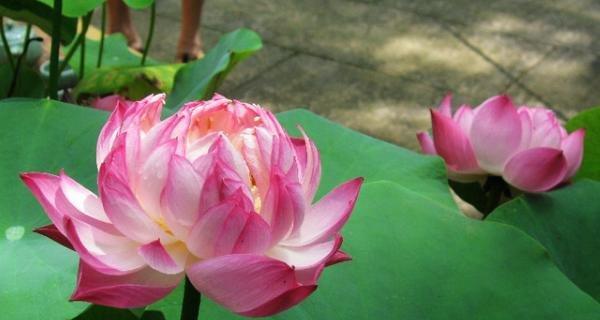 碗莲之美（探究碗莲花的含义与象征）