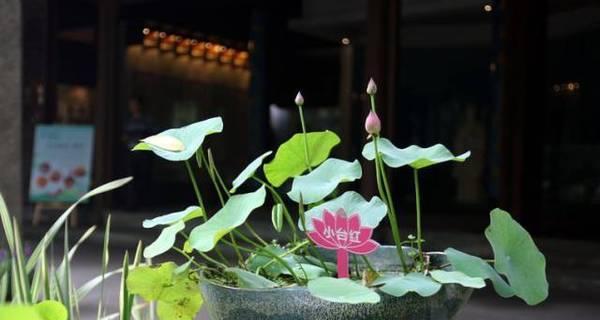 碗莲之美（探究碗莲花的含义与象征）