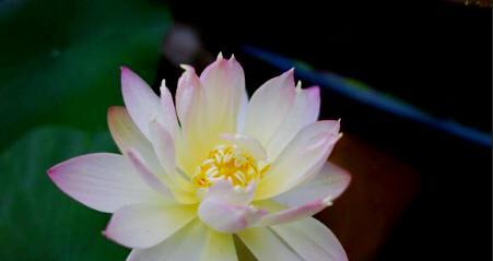 碗莲之美（探究碗莲花的含义与象征）