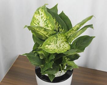 万年青的象征意义与寓意（探索万年青植物在文化）