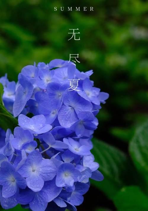 无尽夏的花语和寓意花语揭秘（一朵花的情感密码）
