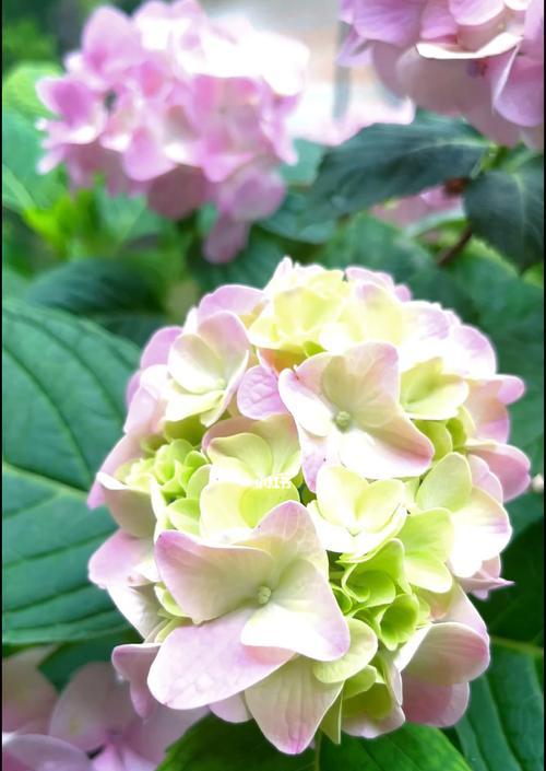 无尽夏的花语和寓意花语揭秘（一朵花的情感密码）