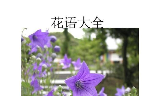 无尽夏的花语和寓意花语揭秘（一朵花的情感密码）