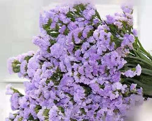 以勿忘我所有颜色的花语（花海中的勿忘我）