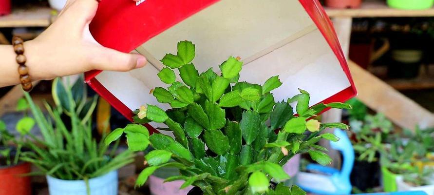 仙人指花语（探寻仙人指花背后的深意）