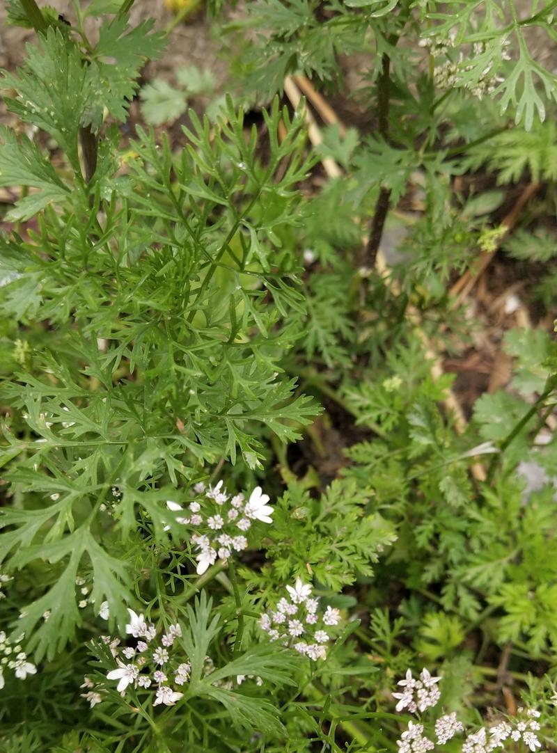 以香菜会开花吗（揭开以香菜开花的奥秘）