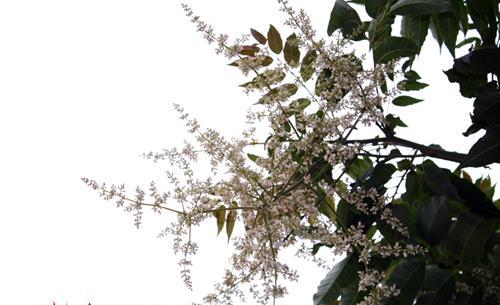 香椿树开花的寓意（春天来临）