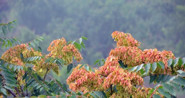 香椿树开花的寓意（春天来临）