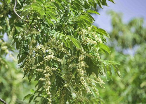 香椿树开花的寓意与预示（揭示香椿开花的意义与象征）
