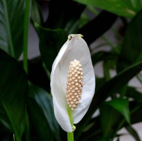 花开一帆风顺，生活幸福美满（花开人欢）