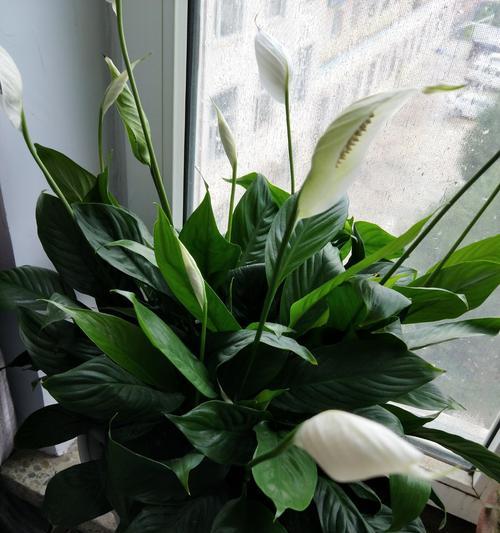 一帆风顺，开启绚烂花舞（一帆风顺）