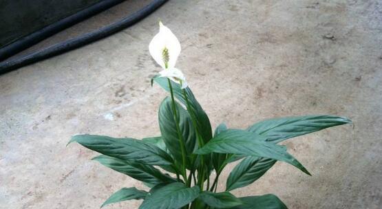一帆风顺，开启绚烂花舞（一帆风顺）
