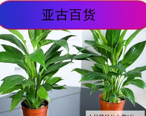 一帆风顺，开启绚烂花舞（一帆风顺）