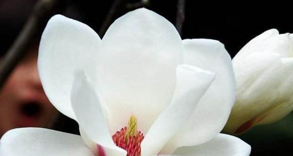 玉兰花开的寓意与预兆（玉兰一年开几次花的意义及象征）