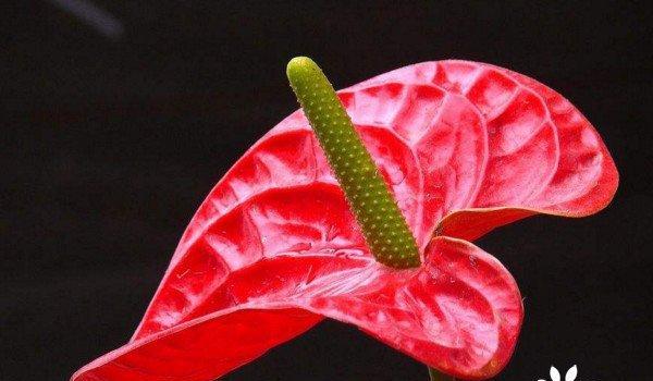 仙人指花的花语——美丽与神秘（揭秘仙人指花花语的神秘面纱）