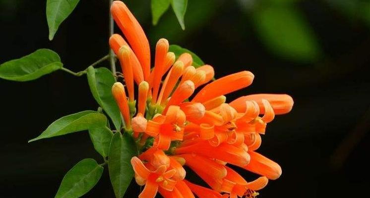 仙人指花的花语——美丽与神秘（揭秘仙人指花花语的神秘面纱）