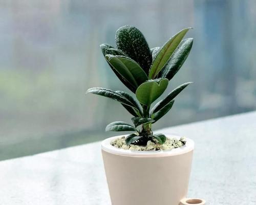橡皮树（探寻橡皮树的象征意义及其应用）