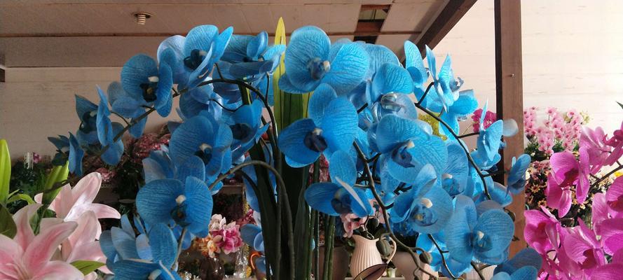 小蝴蝶兰的花语与意义（揭秘小蝴蝶兰）