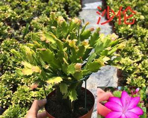 蟹爪兰嫁接，重塑花王风采（揭秘蟹爪兰嫁接的时机与技巧）