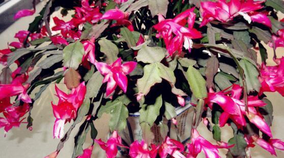 蟹爪兰花开花频率及花语解析（蟹爪兰一年开几次花）