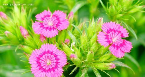 须苞石竹的花语——追随爱的轨迹（执着、纯洁、无畏、坚强）