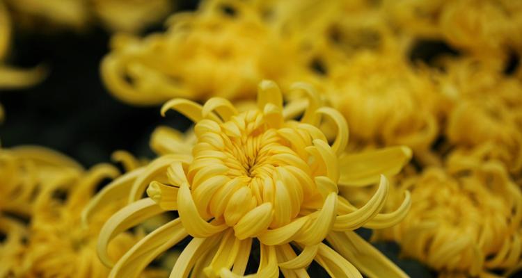 养菊花的意义及方法（探索菊花养殖的乐趣和益处）