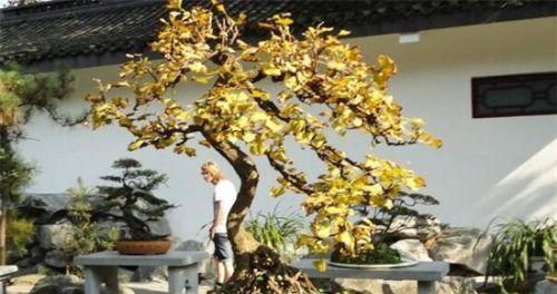 白果树种在家门口的好处（为什么家门口可以种白果树）