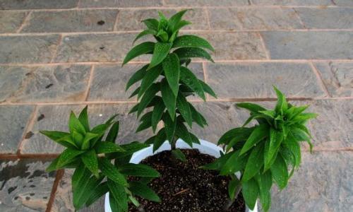 白合花种子的种植方法（学会这些技巧）
