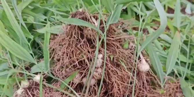 小白芨的功效与作用详解（探究小白芨的药用价值）