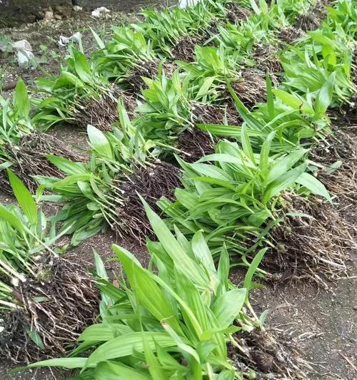 白芨种植指南（掌握白芨的生长季节与技巧）