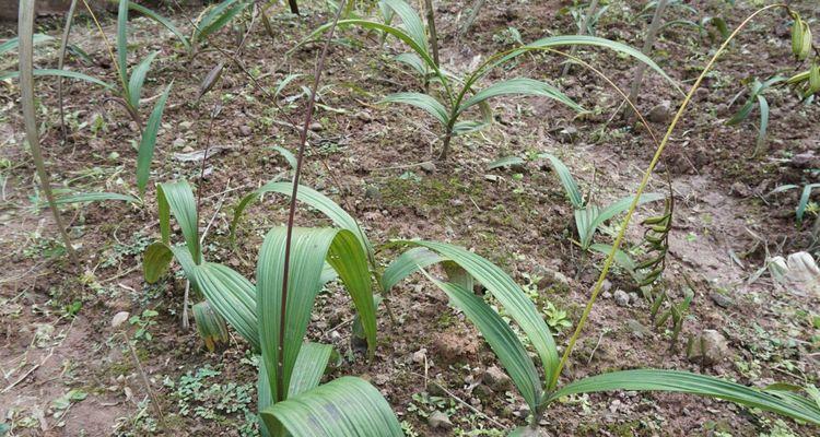 白芨施肥全攻略（如何让白芨健康生长）