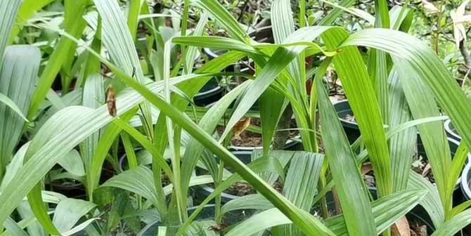 白芨肥料种类与选用（合理施肥）