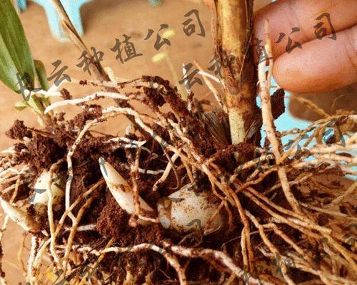 手把手教你种植白及种子（从选种到收获）