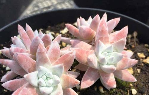 白菊多肉养殖全攻略（怎样让你的白菊多肉快速生长）
