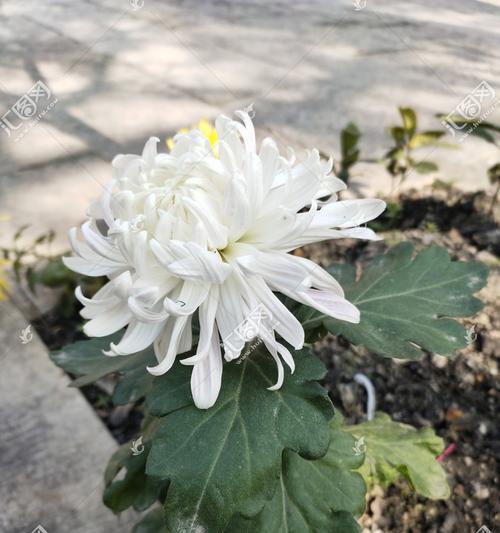 白菊怎么养（从选苗到管理）