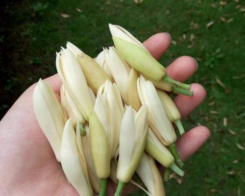 白兰花冬季剪枝方法与技巧（如何让白兰花茁壮成长）