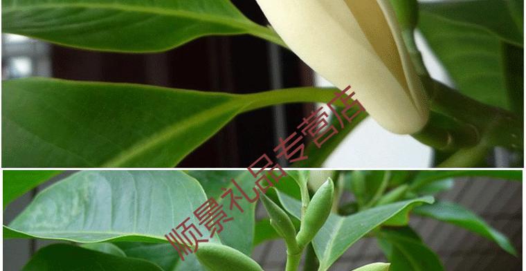 家门口的美丽白兰花（种植白兰花的必备技巧和注意事项）