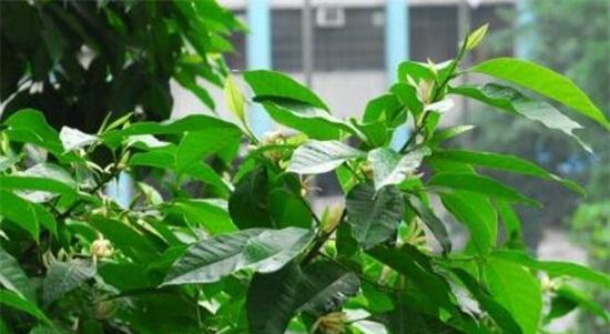 白兰花剪枝的最佳时间（如何正确剪枝白兰花）