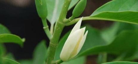 白兰花剪枝的最佳时间（如何正确剪枝白兰花）