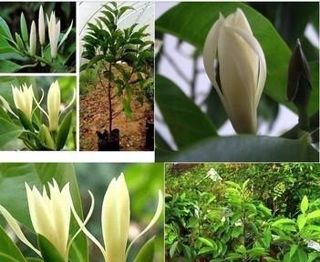 白兰花开花时间及开花次数详解（白兰花开花规律）