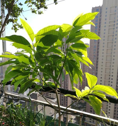 白兰花种植盆选择的重要性（大盆与小盆）