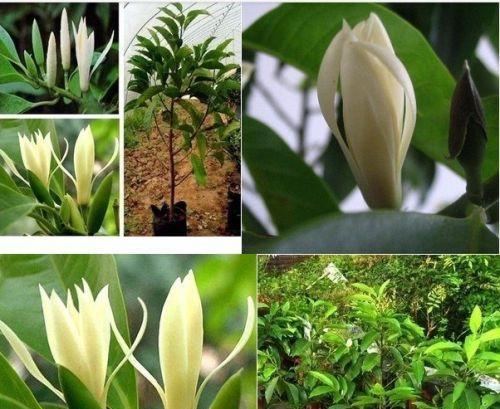 白兰花种植盆选择的重要性（大盆与小盆）