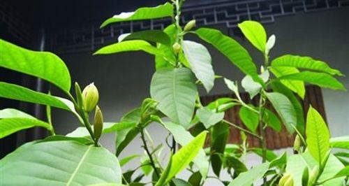白兰树的冬季管理（如何让白兰树度过寒冷的冬季）