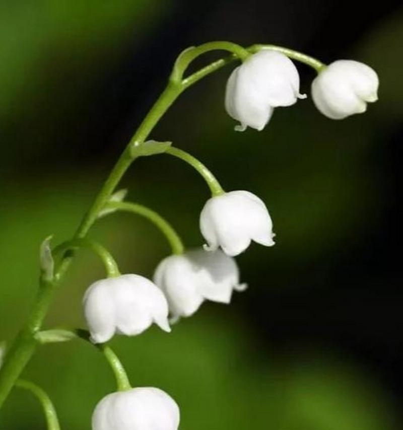 白铃兰的花语和寓意（探寻白铃兰的意义）