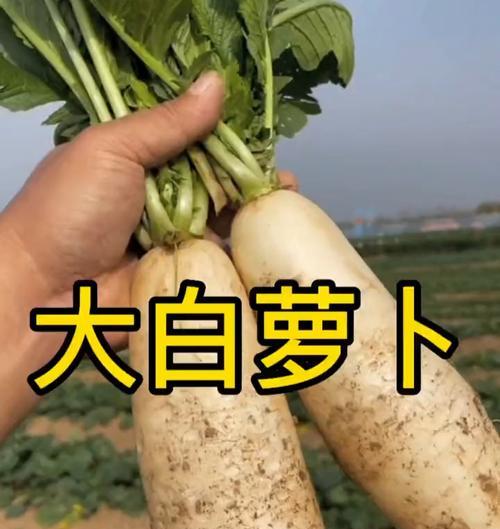 白萝卜耐寒温度分析（探讨白萝卜在低温环境下的生存与适应能力）