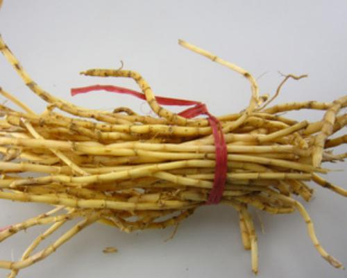 白茅根的最佳采摘时间（揭秘白茅根采摘技巧）