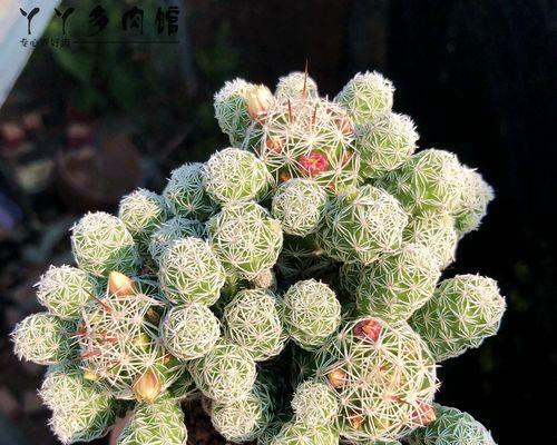 白鸟开花（揭开白鸟开花神秘面纱）