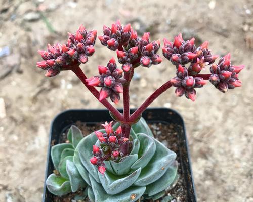以爱为名，多肉植物传递的爱情寓意（生命之美）