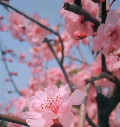 樱花与生肖（探索樱花与12生肖的对应关系）